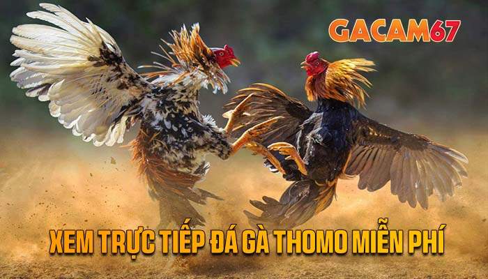 GACAM67 - Nền Tảng Xem Trực Tiếp Đá Gà Thomo Miễn Phí GACAM67 - Nền Tảng Xem Trực Tiếp Đá Gà Thomo Miễn Phí