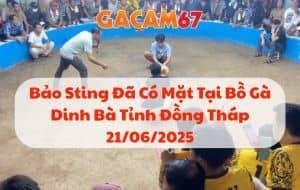Bảo Sting Đã Có Mặt Tại Bồ Gà Dinh Bà Tỉnh Đồng Tháp 21/06/2025