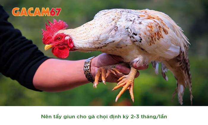 Các phương pháp trị bệnh giun đũa ở gà đá hiệu quả