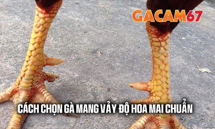 Cách chọn gà sở hữu vảy Độ Hoa Mai chuẩn nhất Cách chọn gà sở hữu vảy Độ Hoa Mai chuẩn nhất