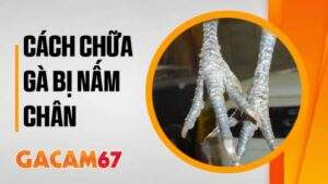 Cách chữa gà bị nấm chân hiệu quả