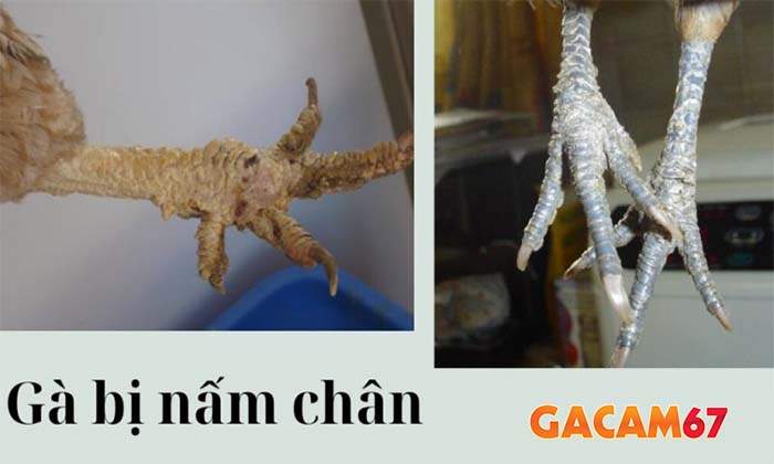 Cách phòng ngừa bệnh nấm chân ở gà