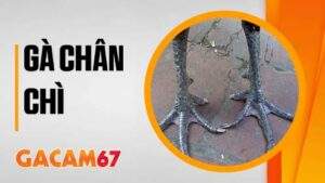Gà Chân Chì - Tìm Hiểu Giống Gà Đá Quý Hiếm Cùng Gacam67