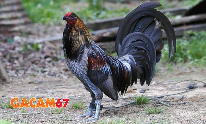 Gà chân chì hợp với màu lông nào?