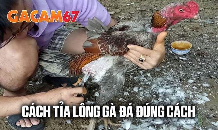 Gacam67 chia sẻ cách tỉa lông gà đá đúng cách