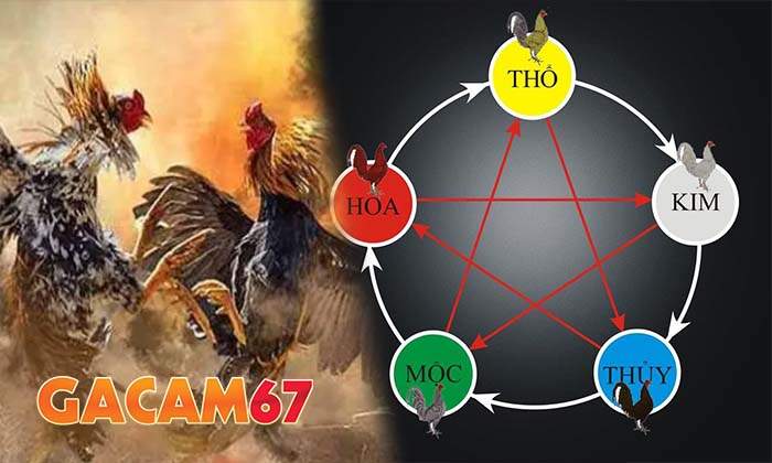 Giới thiệu về cách xem màu mạng đá gà hay