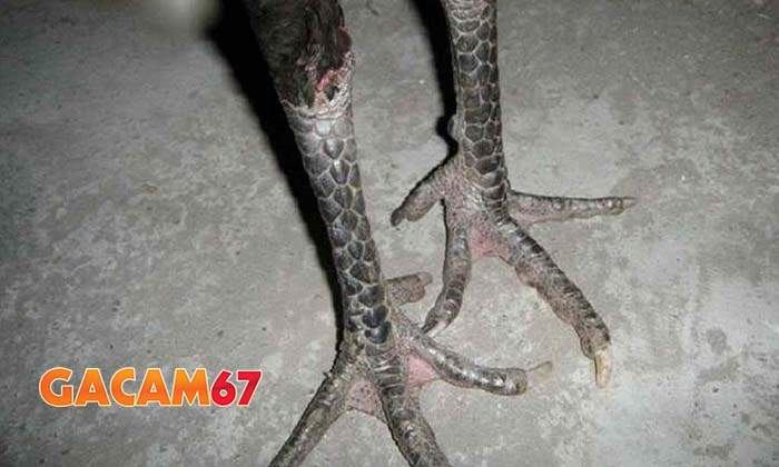 Mẹo chọn gà chân chì hay