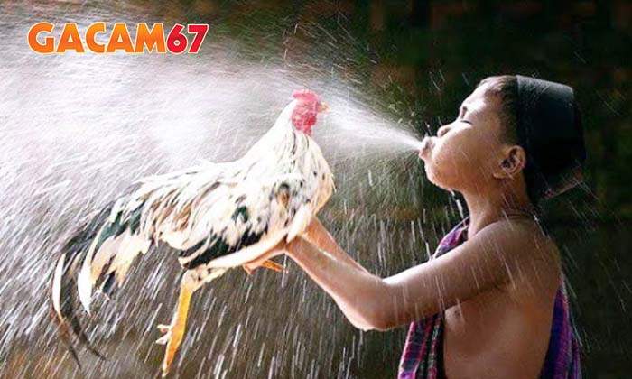 Tìm hiểu cách tắm gà đá chuẩn cùng Gacam67