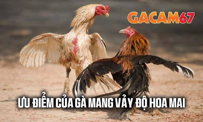 Ưu điểm của gà sở hữu vảy Độ Hoa Mai Ưu điểm của gà sở hữu vảy Độ Hoa Mai