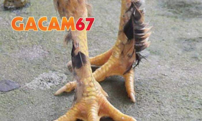 Có nên nuôi gà chân lông vảy loạn không