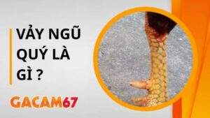 Gà Vảy Ngũ Quý - Siêu Phẩm Chiến Kê Trong Giới Gà Đá