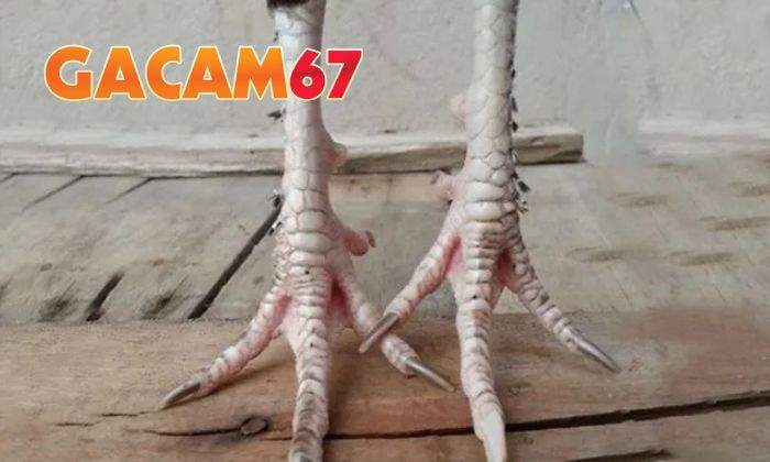 Gà chân lông vảy loạn tốt hay xấu