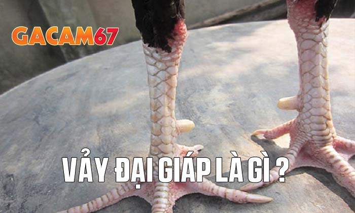 Vảy Đại Giáp là gì?