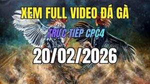 Xem Lại Video Đá Gà CPC4 Trực Tiếp Ngày 20/01/2026