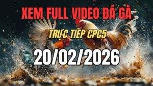 Xem Lại Video Đá Gà CPC5 Trực Tiếp Ngày 20/01/2026